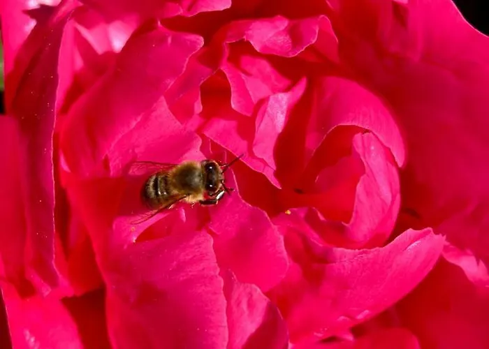 Haus Kunz 게스트하우스 3*