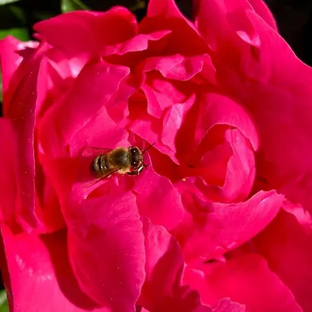 Haus Kunz Casa de hóspedes 3*